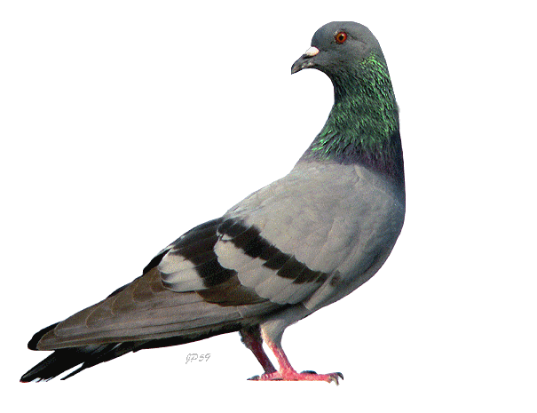 gif  pigeon animation  jp59