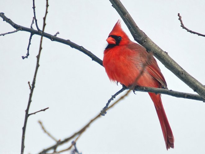 oiseau.. cardinal