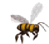 gifs abeille du net