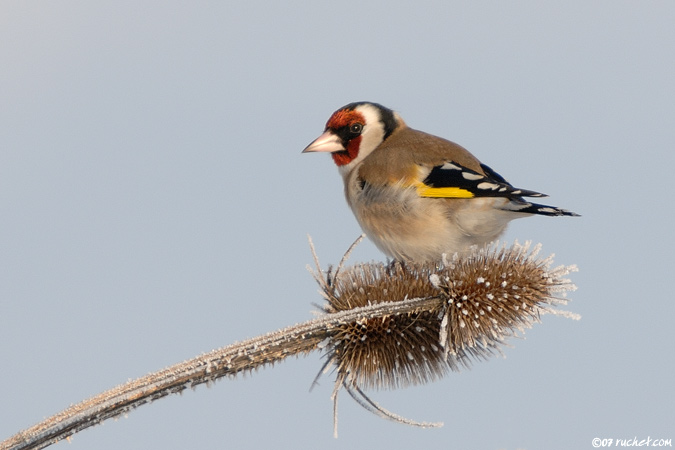 CHARDONNERET et son chant